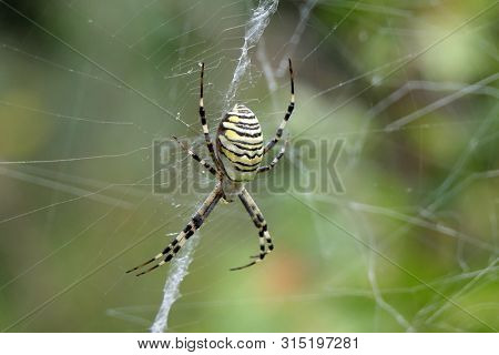 Argiope spider on the web                          
