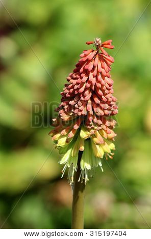 Single Kniphofia Or Tritoma Or Red Hot Poker Or Torch Lily Or Knofflers Or Poker Plant With Spike Of