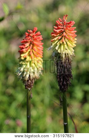 Two Kniphofia Or Tritoma Or Red Hot Poker Or Torch Lily Or Knofflers Or Poker Plants With Partially 