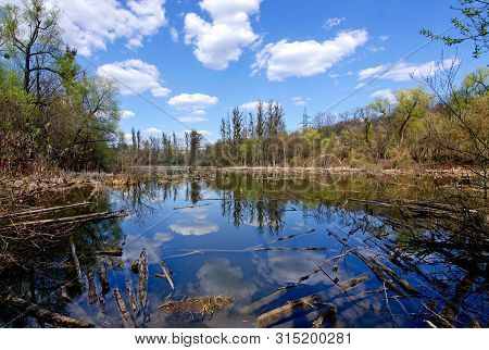 Abandoned Lake With Fallen Rotten Trees And Reflection Of White Clouds And Blue Sky In The Water
