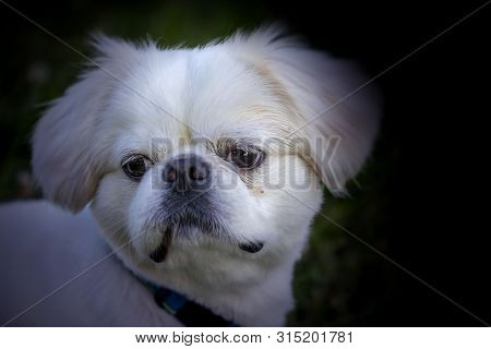 Portrait Beautiful Small White Young Puppy Pekinese