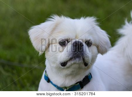 Portrait, Cute  Small White Young Puppy Pekinese