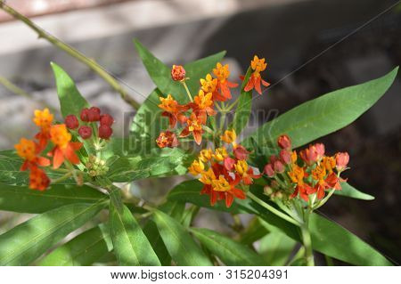 A Shrub Of Multi-colored Hybris Flowers, Algeria