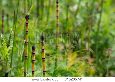 Horsetail Plants Equisetum Hyemale Growing In Densely Packed Forest Area In Some Nature