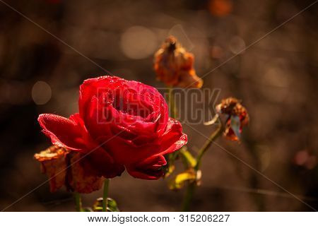 Red Rose In The Dew And Illuminated By The Rays Of The Rising Sun. A Flower Glowing In The Sun. Autu