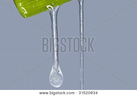 Aloe