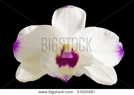 Dendrobium Orchid