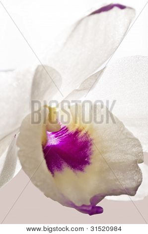 Dendrobium Orchid