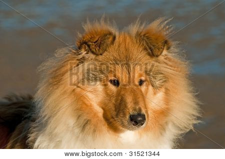 Collie no sol da manhã