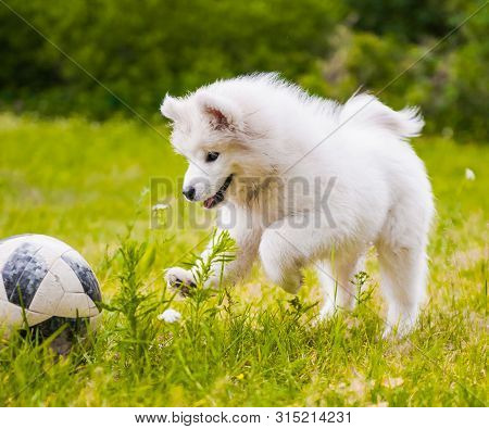 Samoyed Puppy Dog Playing On The Grass With Ball