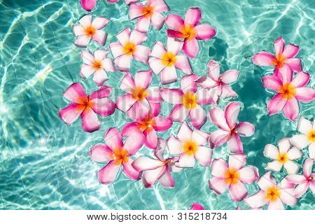 Tropical Flowers Frangipani Plumeria, Leelawadee Floating In The Water. The Spa Pool. Peace And Tran