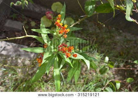 A Bunch Of Red And Orange Little Flowers