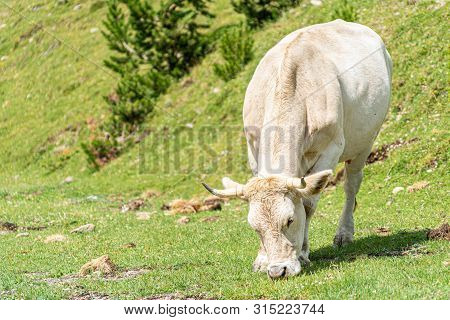 Cow Eating Grass On A Mountain Side. Vall De Nuria, Catalan Pyrenees, Spain.