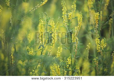Yellow Flower Of Herbal Melilotus Officinalis In The Field
