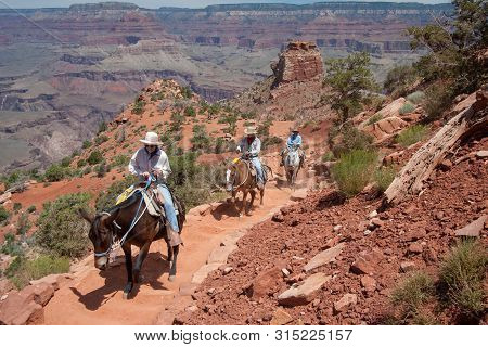 Grand Canyon National Park, Arizona - June 16, 2005: Tourists Ascend South Kaibab Trail On Mules In 