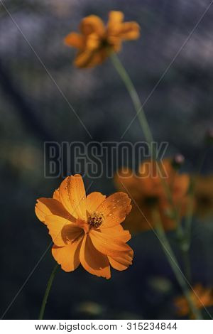 Beautiful Flower Tsiniya From The Summer Garden