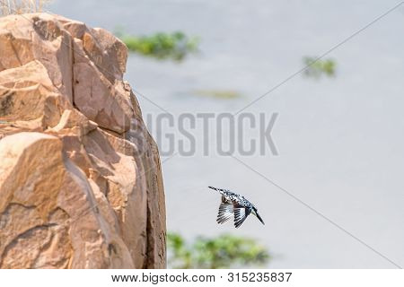 A Pied Kingfisher, Ceryle Rudis, Diving From A Rock Above The Letaba River