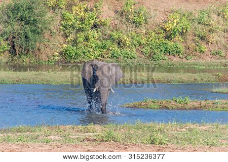 An African Elephant, Loxodonta Africana, In The Letaba River
