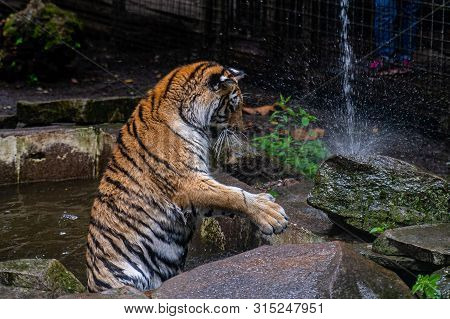 Tiger Playing With Water From A Hose In The Park.