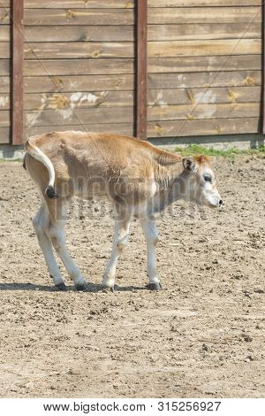 Young Calf Learn To Walk. A Cute Calf Stands In A Wooden Shed In The Village And Looks Into The Lens