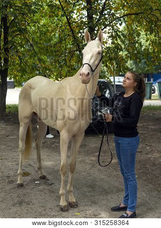 Pyatigorsk,russia - August 03,2019:portrait Of A Akhal-teke Horse Ahd Trainer, Twentieth Mass-meetin