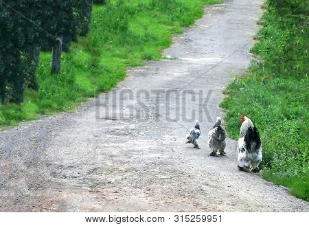 Down The Path Are Downy Cocks, Hens, Chicken.