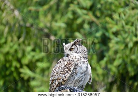 A Closeup Of Great Horn Owl Perching On The Stud.     
Langley Bc Canada