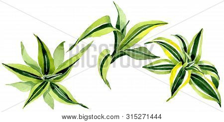 Dracena Green Leaves. Leaf Plant Floral Foliage. Watercolor Background Set. Isolated Dracena Illustr