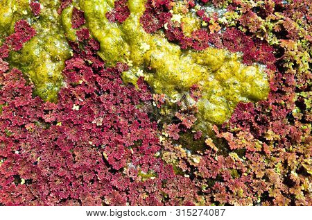 colorful red azolla floating of the river at winter at Wujie , Nantou, Taiwan