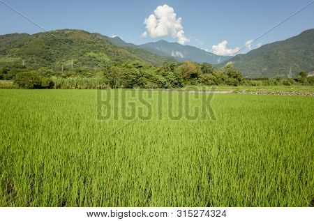 landscape of green paddy farm at countryside