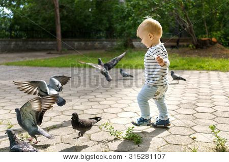 Little Boy Catches Pigeons Flying Away From Him, Plays On A Walk On A Summer Day In A Green Park