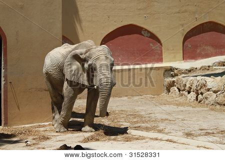 Elefante