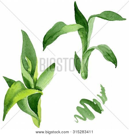 Bamboo Green Leaves. Watercolor Background Illustration Set. Isolated Bamboo Illustration Element.