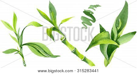 Bamboo Green Leaves. Watercolor Background Illustration Set. Isolated Bamboo Illustration Element.