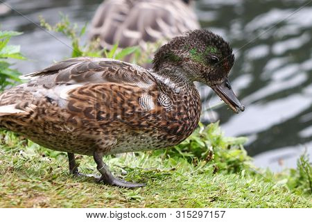 A Falcated Duck Drake Moulting His Breeding Plumage