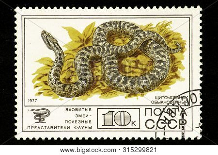 07.24.2019 Divnoe, Stavropol Territory, Russia. Ussr Postage Stamp 1977. Series - Poisonous Snakes A