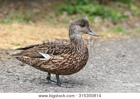 The Mottled Brown And Grey Plumage Of A Female Falcated Duck