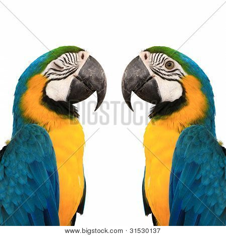 blue and yelow macaw love bird background color white