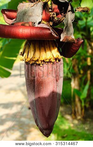 Banana Flowers Blooming In The Garden, Thailand.