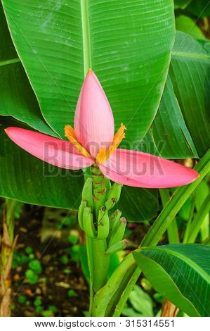 Banana Flowers Blooming In The Garden, Thailand.