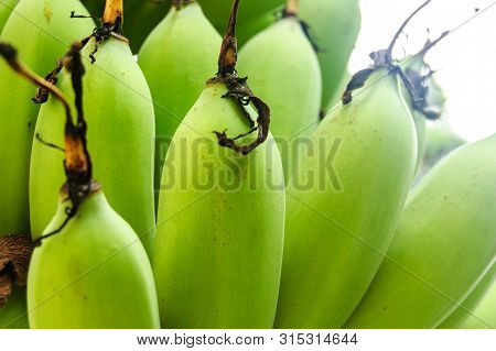 Banana Tree With A Bunch Growing Ripe Green Bananas.