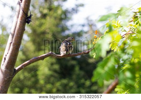 Mottled Brown Juv Pied Flycatcher Sitting On A Tree Branch With Green Leaves In The Park. Close Up. 