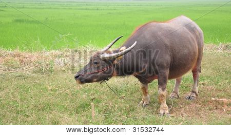 Water Buffalo