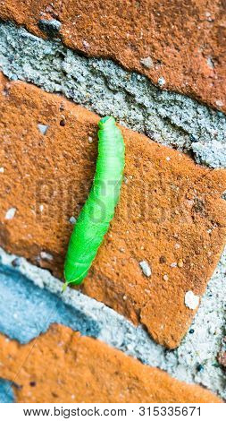 Macro Shot Of Green Inchworm Climbing Up House Wall