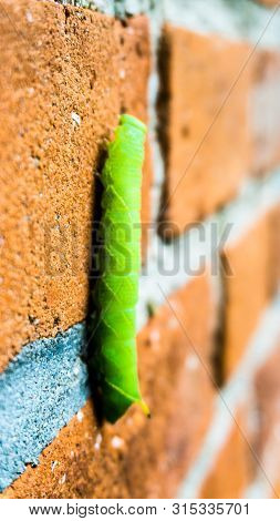 Macro Shot Of Green Inchworm Climbing Up House Wall