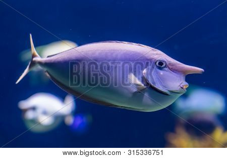Unicorn Fish In Closeup, Funny Tropical Fish Specie, Popular Aquarium Pet