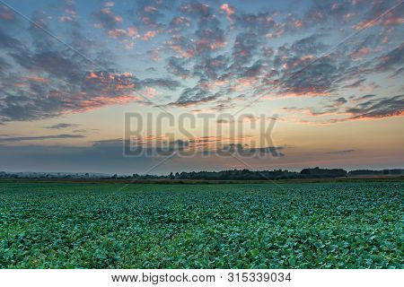 Beet Field And Colorful Clouds After Sunset. Wolka Czulczycka, Poland