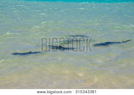 Swarm Of Reef Shark Raising Their Newborns At Coral Bay Along The Ningaloo Reef Australia