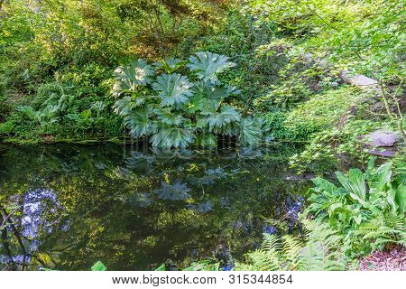 Foliage Is Reflected In A Pond At The Seattle Arboretum.