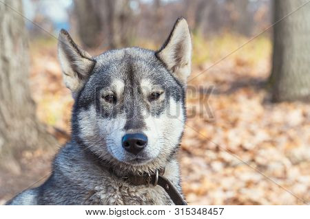 Portrait Of A Dog Breed West Siberian Laika